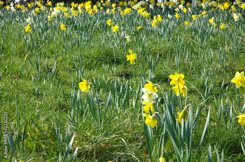 daffodil field photo