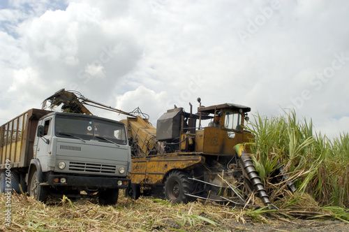 sugar cane harvest