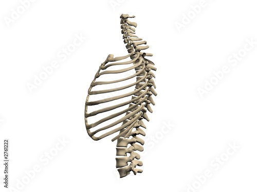 cage thoracique et colonne vertebrale