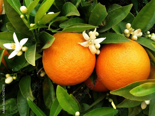 duas laranjas na laranjeira photo