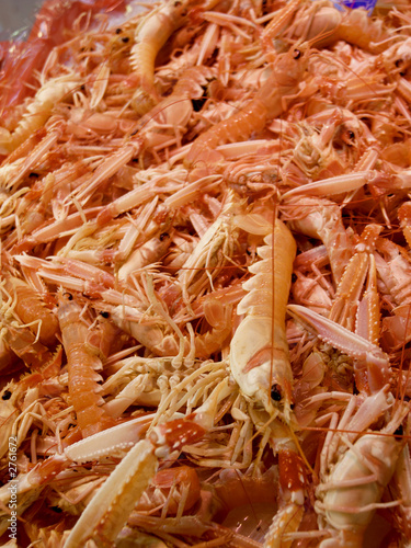 langoustine photo