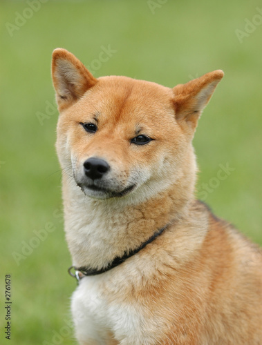 shiba inu - dog