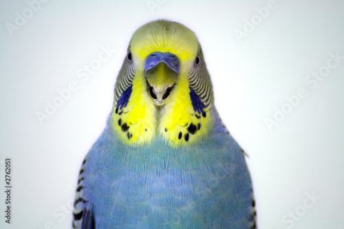 Parakeet Portrait