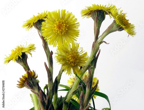 coltsfoot