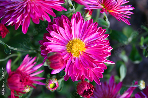 beautiful chrysanthemas