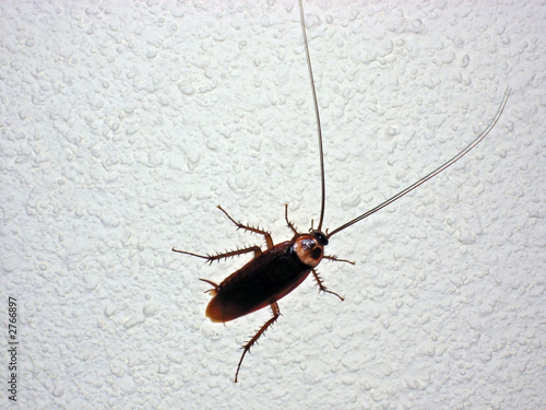 cockroach