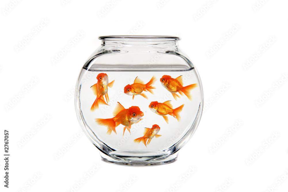 goldfish bowl with many fish swimming goldfish bowl with many fish swimming