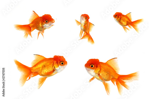 multiple orange goldfish