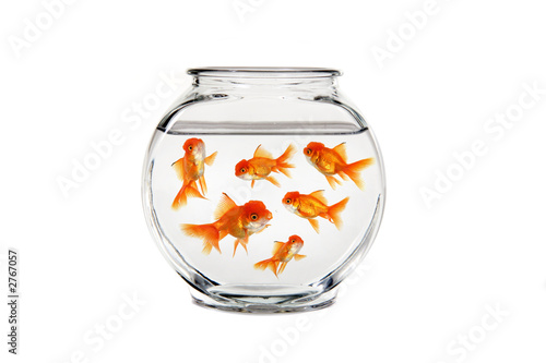 goldfish bowl with many fish swimming