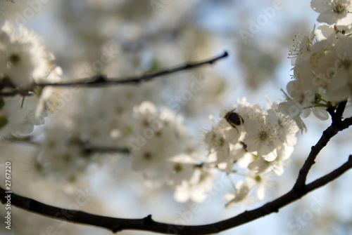 blossom and bee closeup
