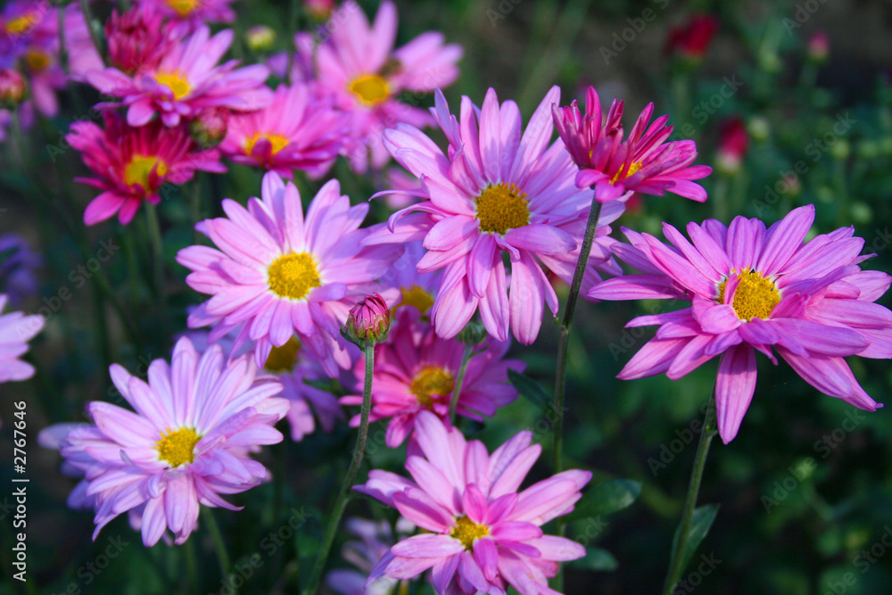 beautiful chrysanthemas