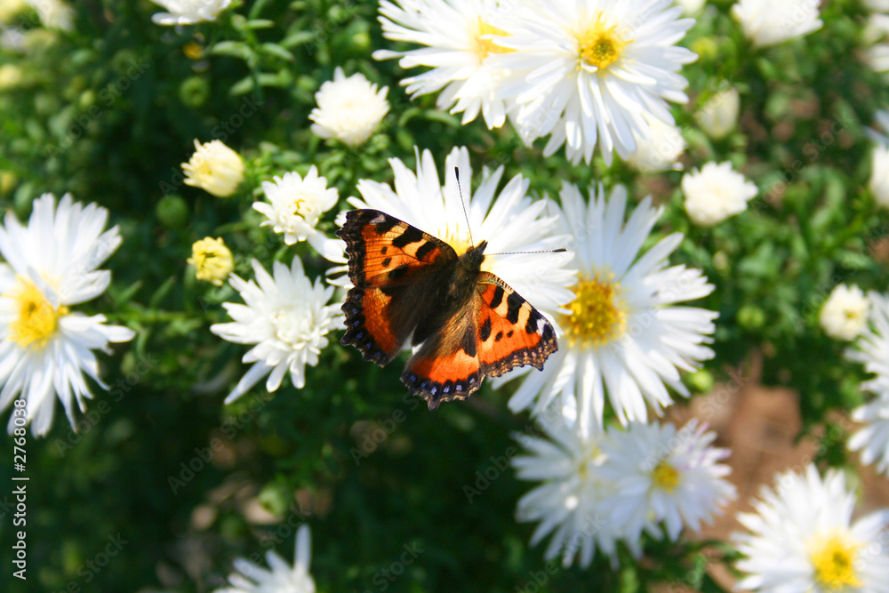 white chrysanthemas with butterflies white chrysanthemas with butterflies