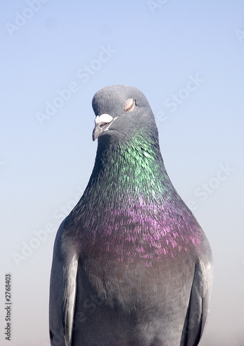 single pigeon