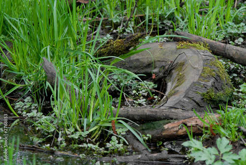 old tyre in puddle