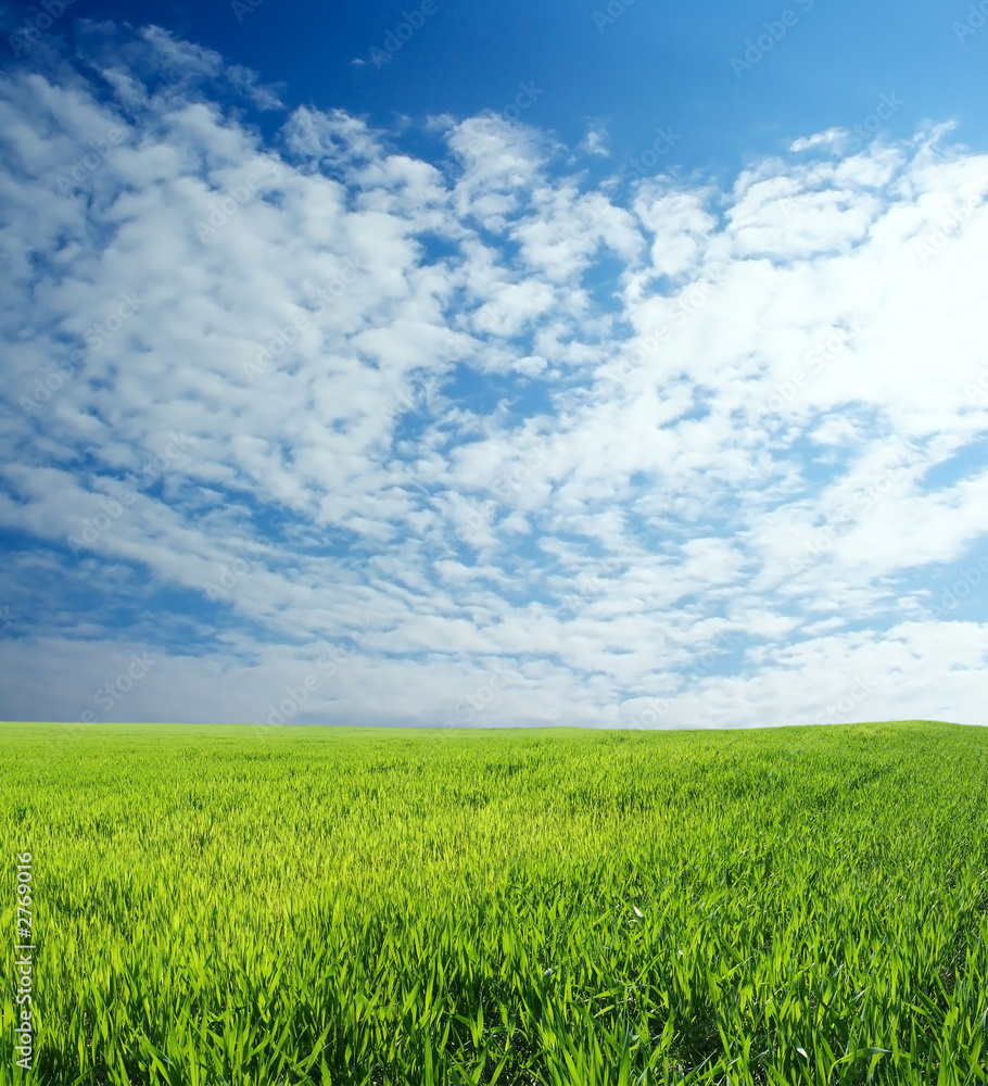 wheat field over beautiful blue sky 6