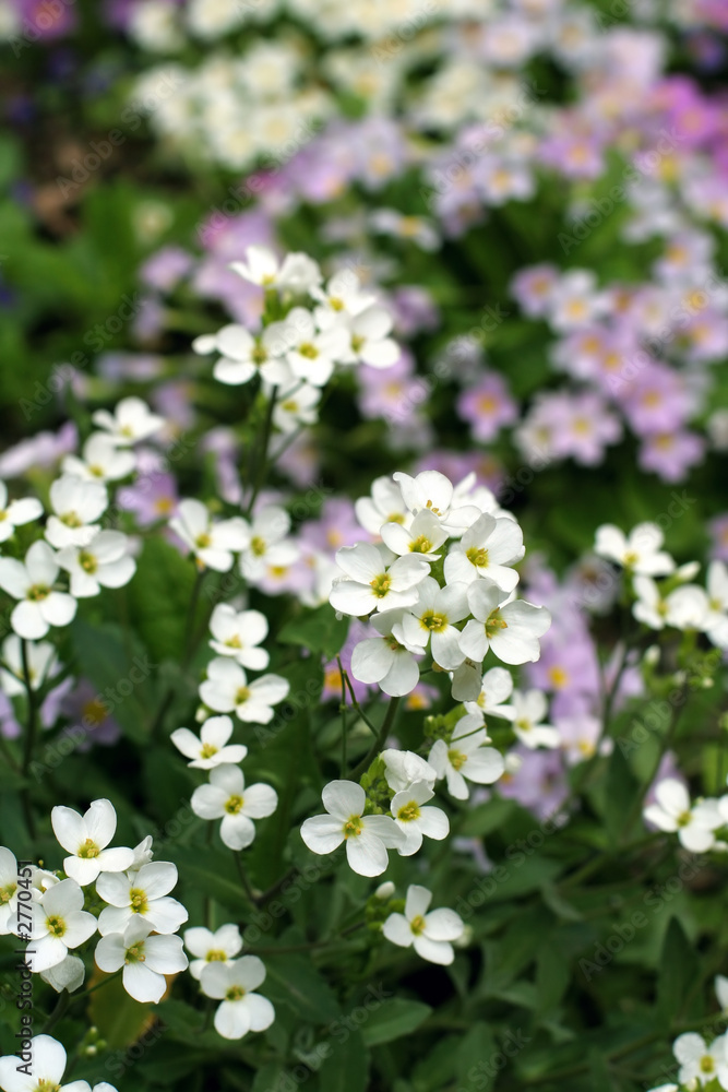 white flowers white flowers