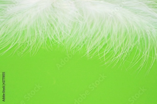 feathers