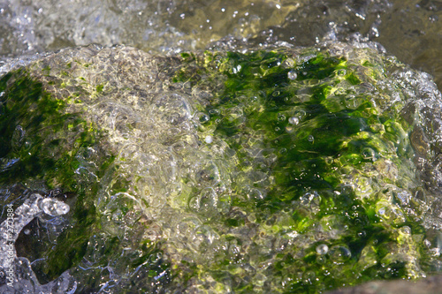 the in moss mole stone