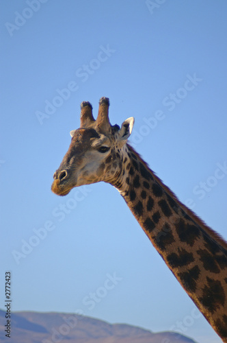 giraf neck and head
