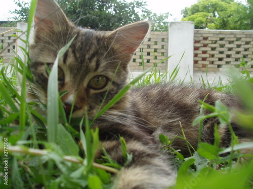 on the grass 3