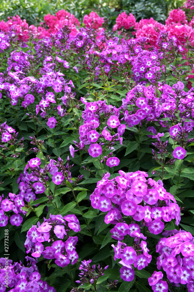 phlox