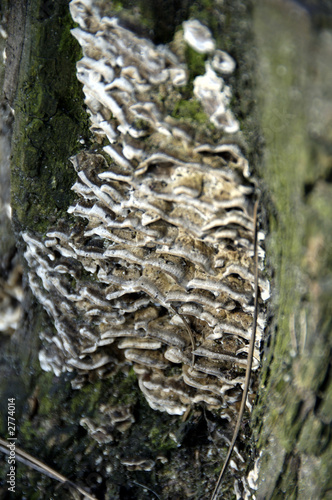  bracket fungus