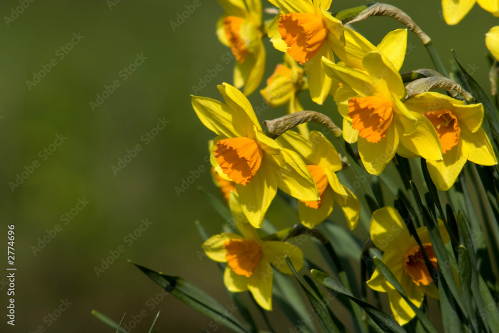 Fototapeta premium narcissus in nature