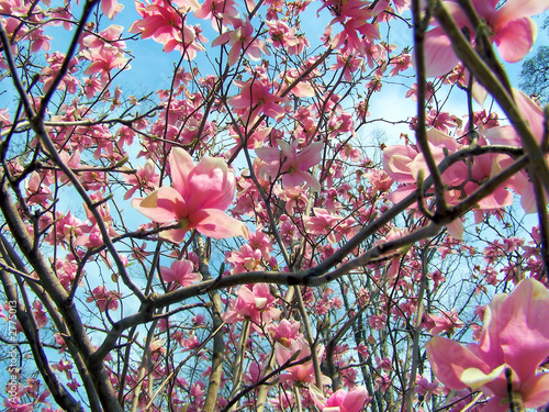 tulip tree background