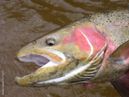 head study of male steelhead trout
