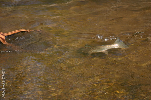 netting a steelhead