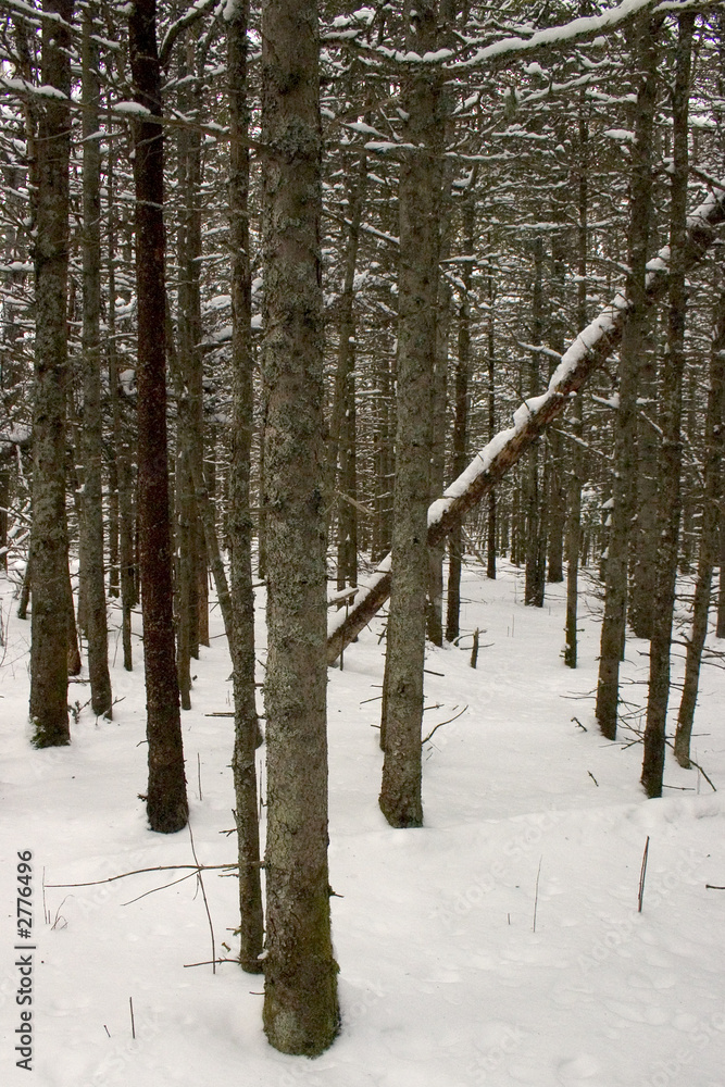 paysage forestier