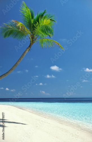 plage palmier photo