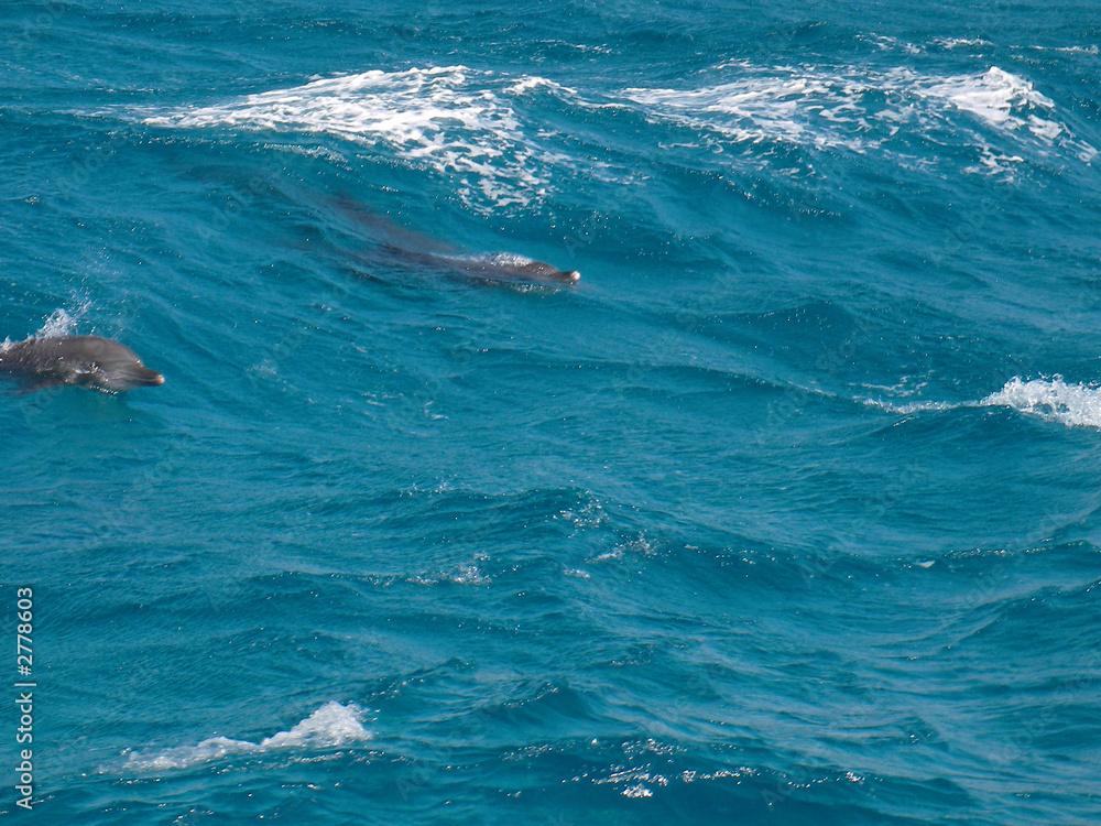 wild dolphins in the blue water of red sea