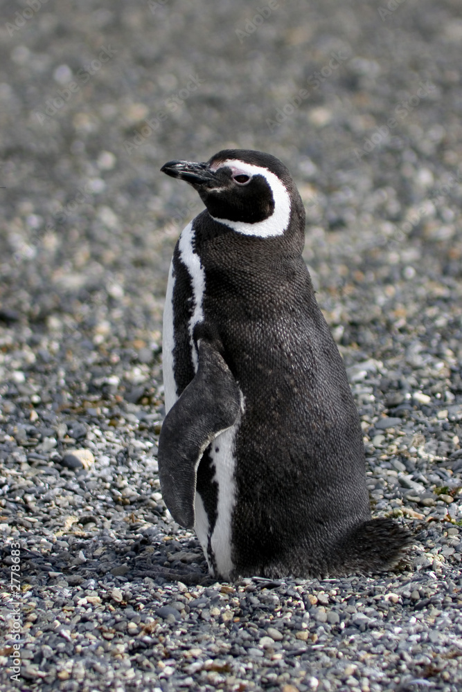 Fototapeta premium magellanic penguin