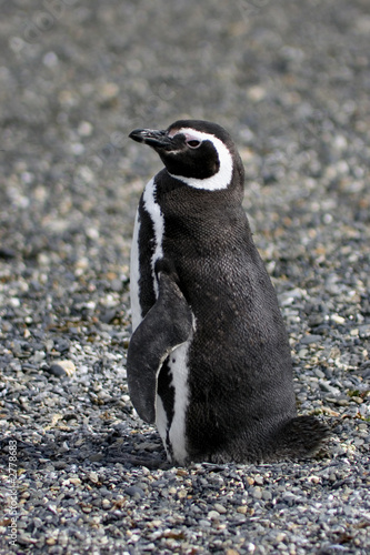magellanic penguin photo