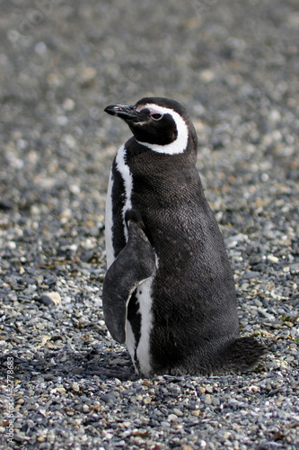 magellanic penguin