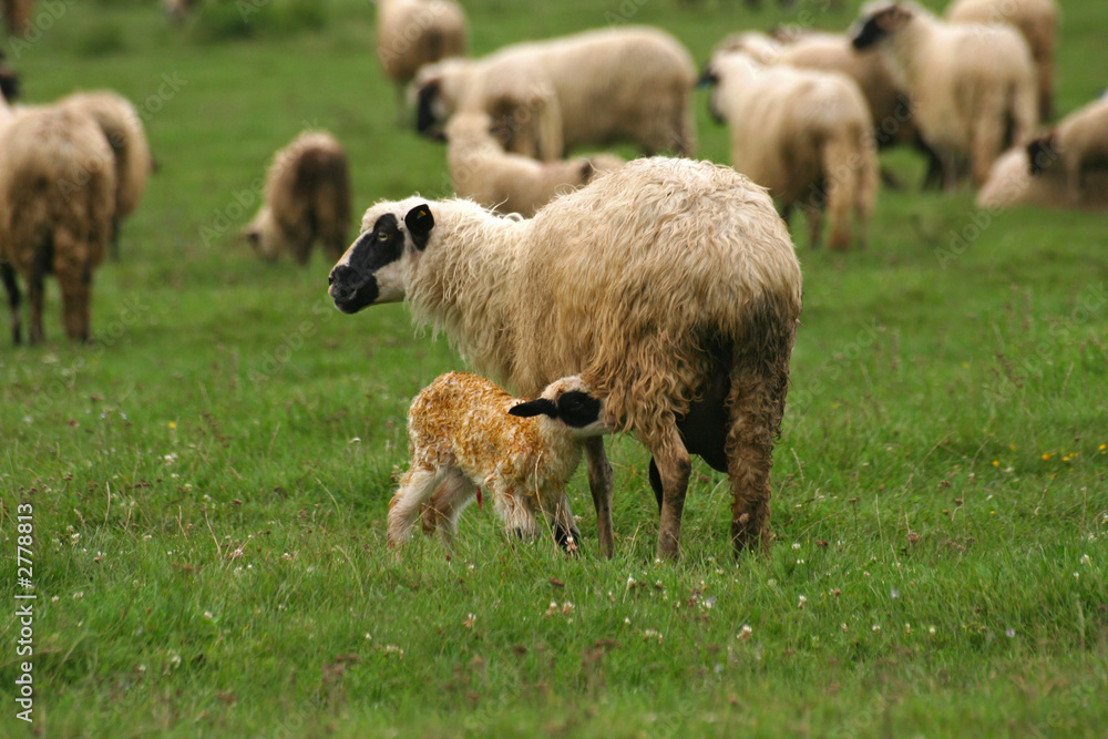 lamb and sheep