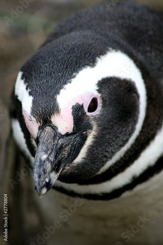 magellanic penguin photo