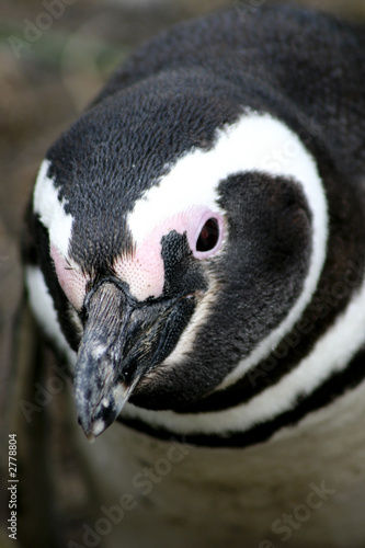 magellanic penguin