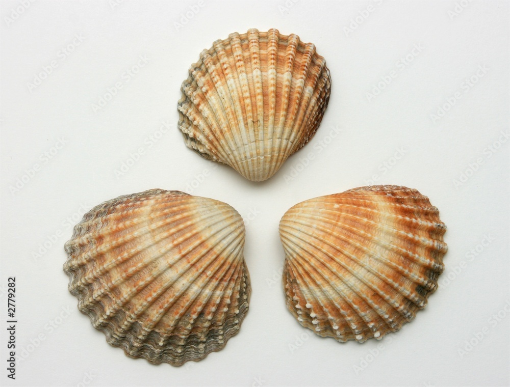 three shells