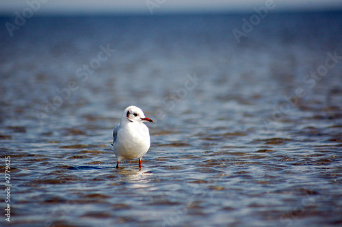möwe