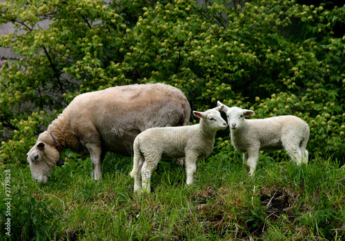 sheep peacefully grazing with two lambs  green trees and grass