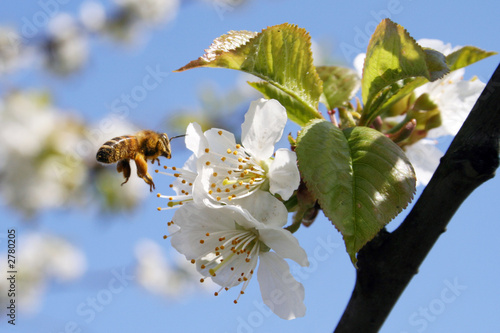 honeybee on the cherry tree