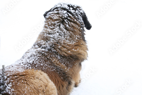 snow dog photo