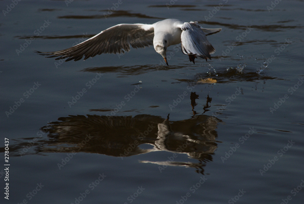 bird -2 bird -2