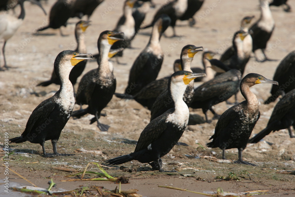 grands cormorans