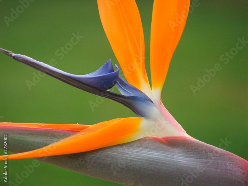 pajaro de paraiso