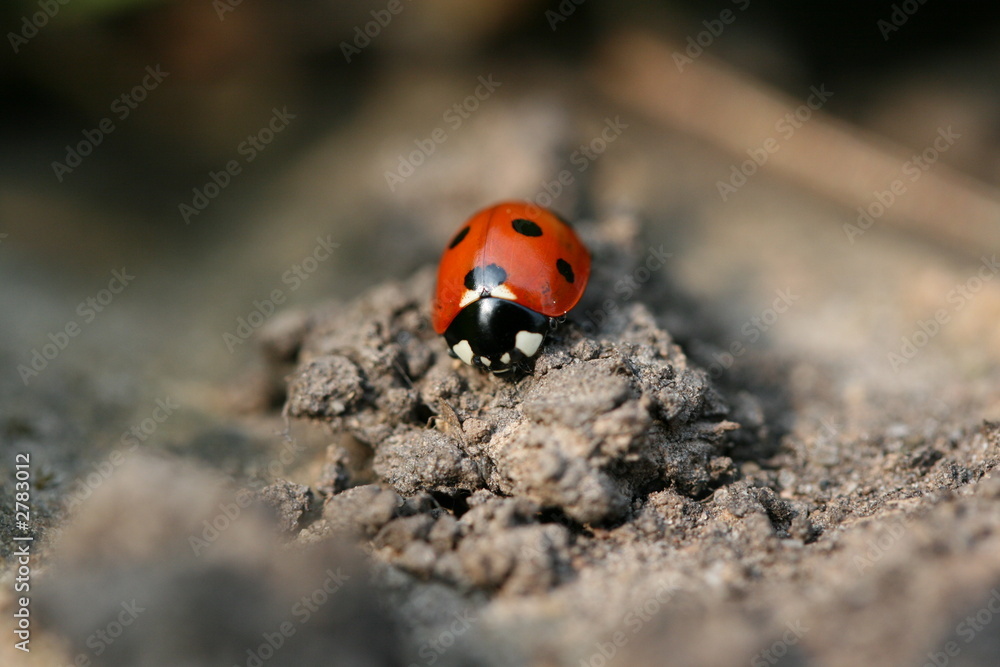 Obraz premium ladybug/ladybird