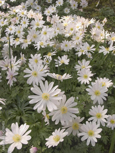 white anenomes photo