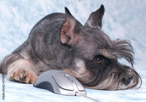 the dog lays